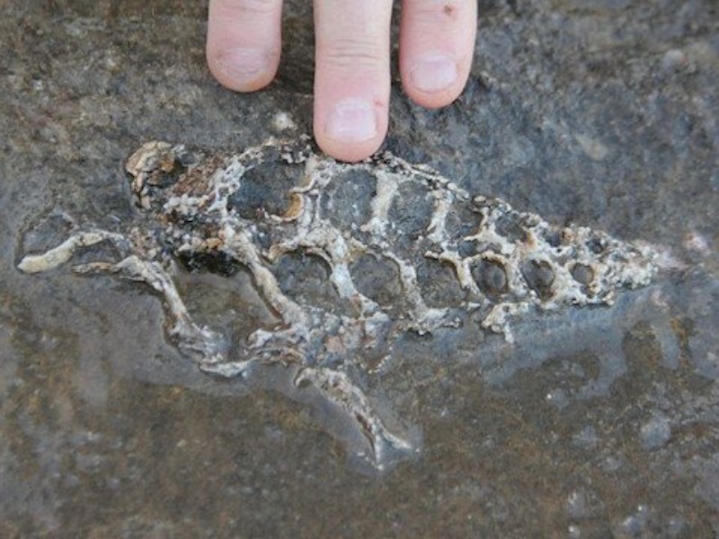 Sincik'te 70 milyon yıllık fosil bulundu